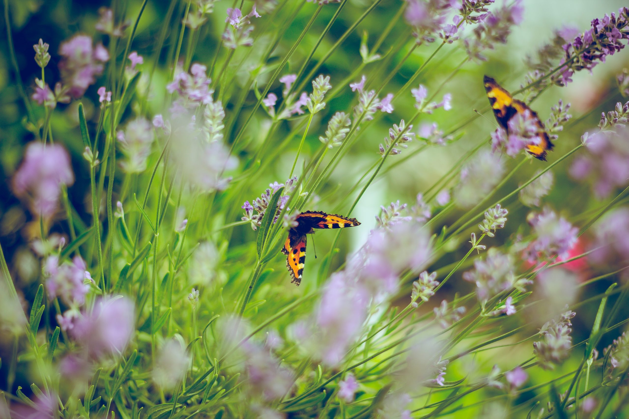 Purple flowers with butterflies