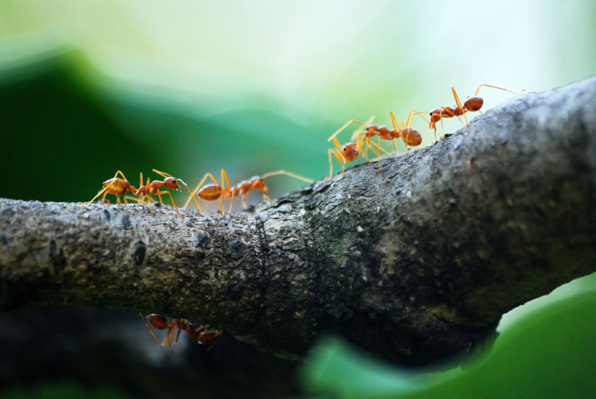 Fire Ants on Tree Branch