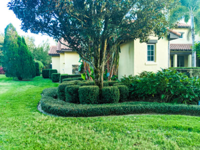 Billy's lawn care professionals - Trees and Rectangle shaped plants